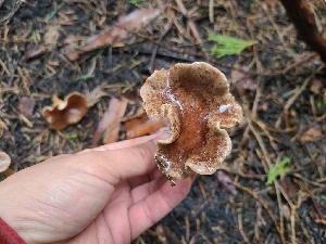  ( - FDS-CA-04202)  @11 [ ] by-nc (2024) Fresno Mycology Society Fungal Diversity Survey