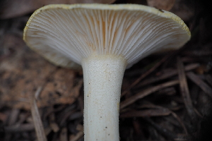 ( - FDS-CA-03590)  @11 [ ] by-nc (2024) Fresno Mycology Society Fungal Diversity Survey
