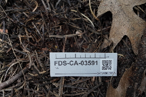  (Calycina - FDS-CA-03591)  @11 [ ] by-nc (2024) Fresno Mycology Society Fungal Diversity Survey