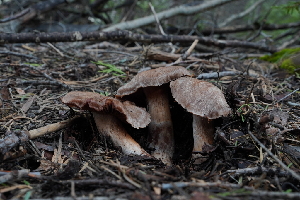  ( - FDS-CA-03593)  @11 [ ] by-nc (2024) Fresno Mycology Society Fungal Diversity Survey