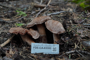  (Cortinarius brunneovernus - FDS-CA-03593)  @11 [ ] by-nc (2024) Fresno Mycology Society Fungal Diversity Survey