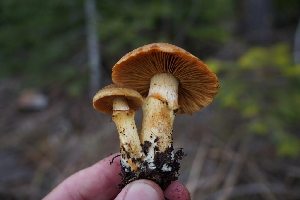  ( - FDS-CA-03594)  @11 [ ] by-nc (2024) Fresno Mycology Society Fungal Diversity Survey