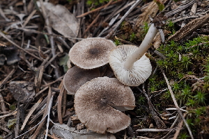  ( - FDS-CA-03595)  @11 [ ] by-nc (2024) Fresno Mycology Society Fungal Diversity Survey