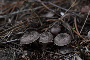  ( - FDS-CA-03595)  @11 [ ] by-nc (2024) Fresno Mycology Society Fungal Diversity Survey