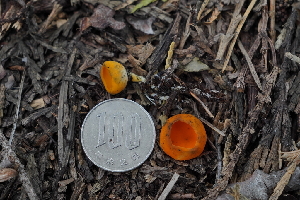  ( - FDS-CA-03597)  @11 [ ] by-nc (2024) Fresno Mycology Society Fungal Diversity Survey