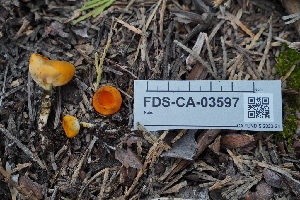 ( - FDS-CA-03597)  @11 [ ] by-nc (2024) Fresno Mycology Society Fungal Diversity Survey