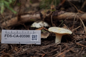  ( - FDS-CA-03590)  @11 [ ] by-nc (2024) Fresno Mycology Society Fungal Diversity Survey