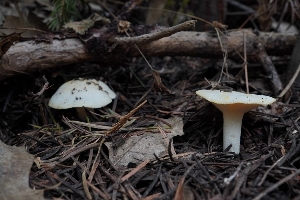  ( - FDS-CA-03590)  @11 [ ] by-nc (2024) Fresno Mycology Society Fungal Diversity Survey