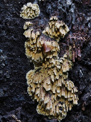  ( - FDS-CA-00200)  @11 [ ] by-nc (2024) Taye Bright Fungal Diversity Survey