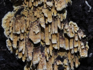 ( - FDS-CA-00200)  @11 [ ] by-nc (2024) Taye Bright Fungal Diversity Survey