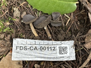  ( - FDS-CA-00112)  @11 [ ] by-nc (2024) Taye Bright Fungal Diversity Survey