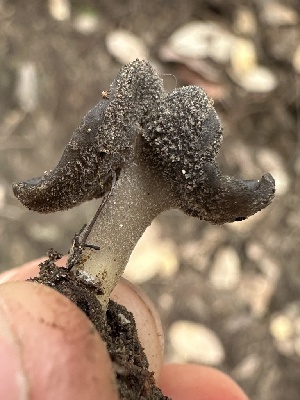  ( - FDS-CA-00112)  @11 [ ] by-nc (2024) Taye Bright Fungal Diversity Survey