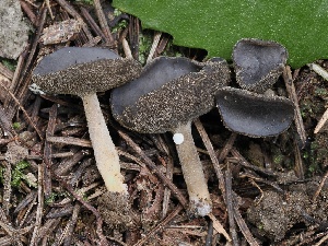  ( - FDS-CA-00112)  @11 [ ] by-nc (2024) Taye Bright Fungal Diversity Survey