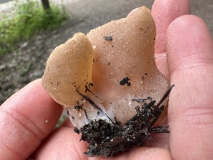  ( - FDS-CA-00121)  @11 [ ] by-nc (2024) Taye Bright Fungal Diversity Survey