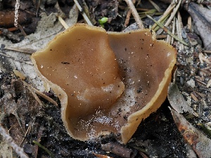  ( - FDS-CA-00121)  @11 [ ] by-nc (2024) Taye Bright Fungal Diversity Survey