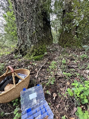  ( - FDS-CA-00122)  @11 [ ] by-nc (2024) Taye Bright Fungal Diversity Survey