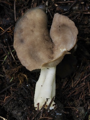  ( - FDS-CA-00122)  @11 [ ] by-nc (2024) Taye Bright Fungal Diversity Survey