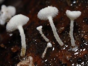  (Lachnum sp. CA13 - FDS-CA-00118)  @11 [ ] by-nc (2024) Taye Bright Fungal Diversity Survey