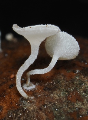  ( - FDS-CA-00118)  @11 [ ] by-nc (2024) Taye Bright Fungal Diversity Survey