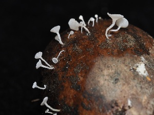  ( - FDS-CA-00118)  @11 [ ] by-nc (2024) Taye Bright Fungal Diversity Survey