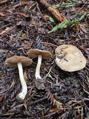  ( - FDS-CA-02212)  @11 [ ] by (2024) Mandy Hackney Fungal Diversity Survey