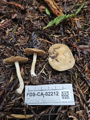  ( - FDS-CA-02212)  @11 [ ] by (2024) Mandy Hackney Fungal Diversity Survey