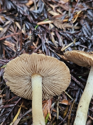  ( - FDS-CA-02212)  @11 [ ] by (2024) Mandy Hackney Fungal Diversity Survey