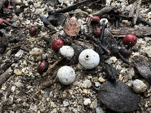  (Tulostoma - FDS-CA-01671)  @11 [ ] c (2024) Rudy Diaz Fungal Diversity Survey