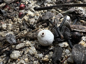  ( - FDS-CA-01671)  @11 [ ] c (2024) Rudy Diaz Fungal Diversity Survey