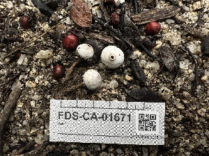  ( - FDS-CA-01671)  @11 [ ] c (2024) Rudy Diaz Fungal Diversity Survey