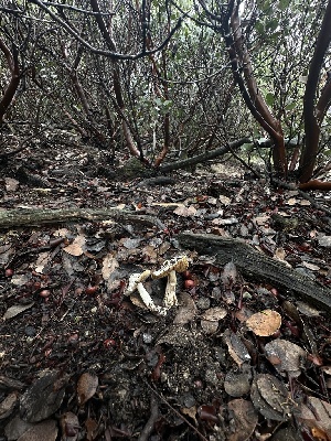  ( - FDS-CA-01670)  @11 [ ] c (2024) Rudy Diaz Fungal Diversity Survey