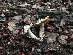  ( - FDS-CA-01670)  @11 [ ] c (2024) Rudy Diaz Fungal Diversity Survey