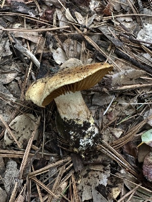  (Cortinarius fuscotomentosus - FDS-CA-01653)  @11 [ ] c (2024) Rudy Diaz Fungal Diversity Survey