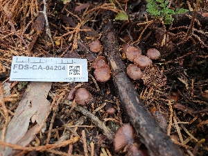  (Paragymnopus sp. CA01 - FDS-CA-04204)  @11 [ ] by-nc (2024) Fresno Mycology Society Fungal Diversity Survey