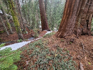  ( - FDS-CA-04204)  @11 [ ] by-nc (2024) Fresno Mycology Society Fungal Diversity Survey
