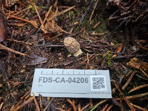  ( - FDS-CA-04206)  @11 [ ] by-nc (2024) Fresno Mycology Society Fungal Diversity Survey