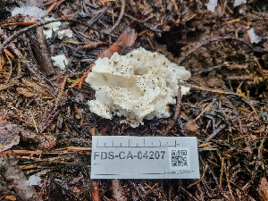  ( - FDS-CA-04207)  @11 [ ] by-nc (2024) Fresno Mycology Society Fungal Diversity Survey