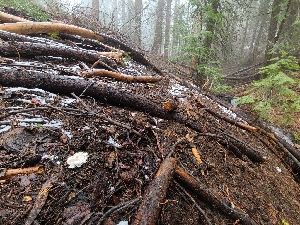  ( - FDS-CA-04207)  @11 [ ] by-nc (2024) Fresno Mycology Society Fungal Diversity Survey