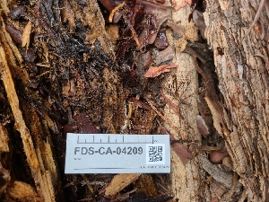  (Mycena subvitrea - FDS-CA-04209)  @11 [ ] by-nc (2024) Fresno Mycology Society Fungal Diversity Survey