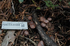  ( - FDS-CA-04204)  @11 [ ] by-nc (2024) Fresno Mycology Society Fungal Diversity Survey