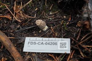  ( - FDS-CA-04206)  @11 [ ] by-nc (2024) Fresno Mycology Society Fungal Diversity Survey