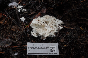  ( - FDS-CA-04207)  @11 [ ] by-nc (2024) Fresno Mycology Society Fungal Diversity Survey