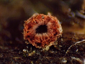  ( - FDS-CA-01668)  @11 [ ] c (2024) Rudy Diaz Fungal Diversity Survey