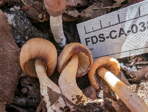  ( - FDS-CA-03838)  @11 [ ] by-nc (2024) Stu Pickell Fungal Diversity Survey