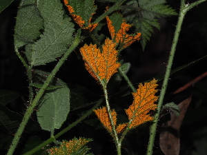 (Phragmidiaceae - FDS-CA-03393)  @11 [ ] by (2024) Justin Paulin Fungal Diversity Survey