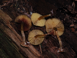  ( - FDS-CA-03397)  @11 [ ] by (2024) Justin Paulin Fungal Diversity Survey