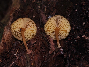  ( - FDS-CA-03397)  @11 [ ] by (2024) Justin Paulin Fungal Diversity Survey