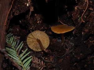  ( - FDS-CA-03397)  @11 [ ] by (2024) Justin Paulin Fungal Diversity Survey