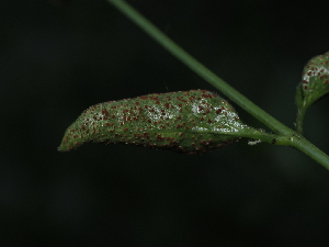  ( - FDS-CA-03399)  @11 [ ] by (2024) Justin Paulin Fungal Diversity Survey