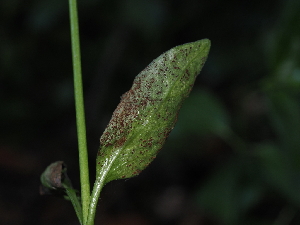  ( - FDS-CA-03399)  @11 [ ] by (2024) Justin Paulin Fungal Diversity Survey